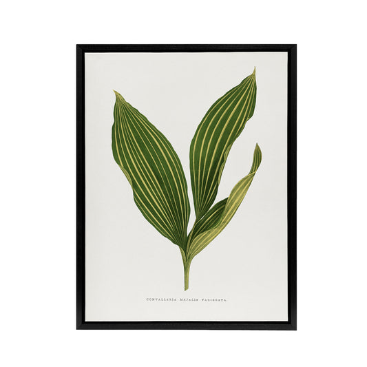 AF Lydon Benjamin Fawcett Lily of the Valley Leaf Black Framed Canvas Art Print