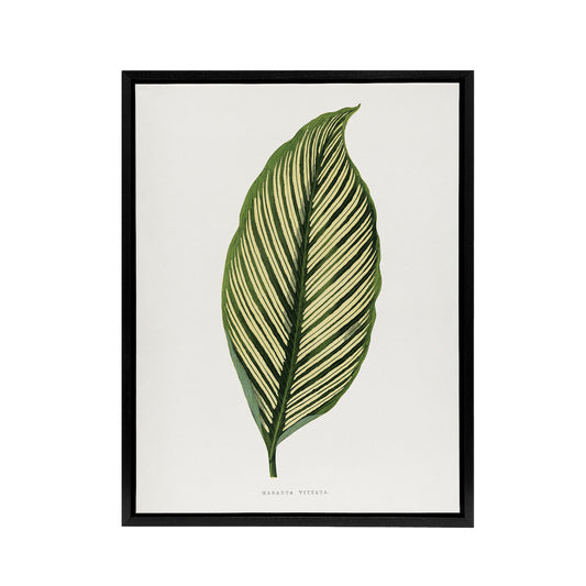 AF Lydon Benjamin Fawcett Maranta Vittata Leaf Black Framed Canvas Art Print