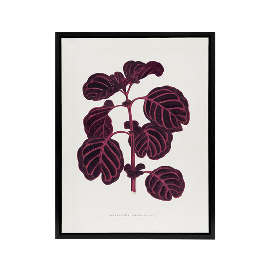 AF Lydon B Fawcett Pink Achyranthes Verschaffeltii Black Framed Canvas Art