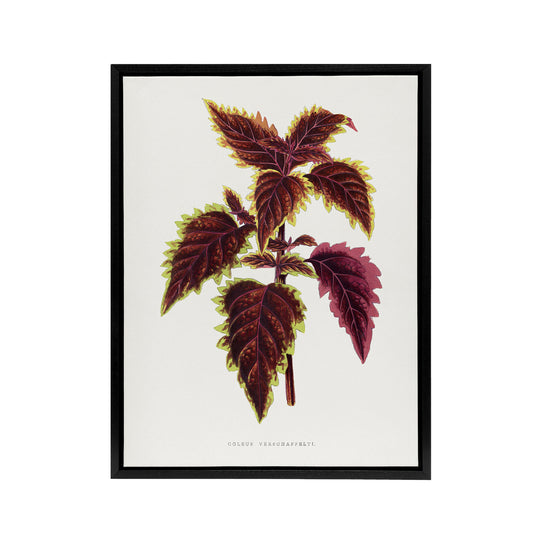 AF Lydon Benjamin Fawcett Red Coleus Plant Leaf Black Framed Canvas Art Print