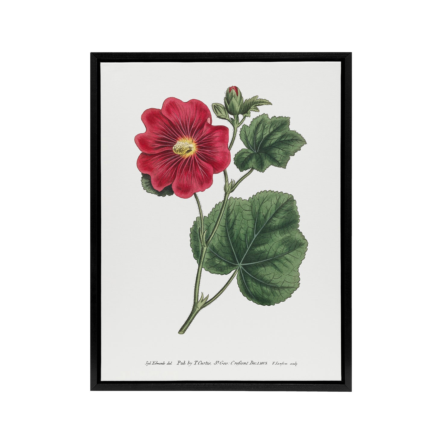 Francis Sansom Alcea Rosea Vintage Illustration Black Framed Canvas Art Print