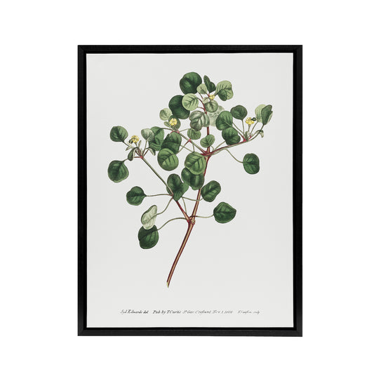Francis Sansom Manchineel Berry Flowering Plant Black Framed Canvas Art Print