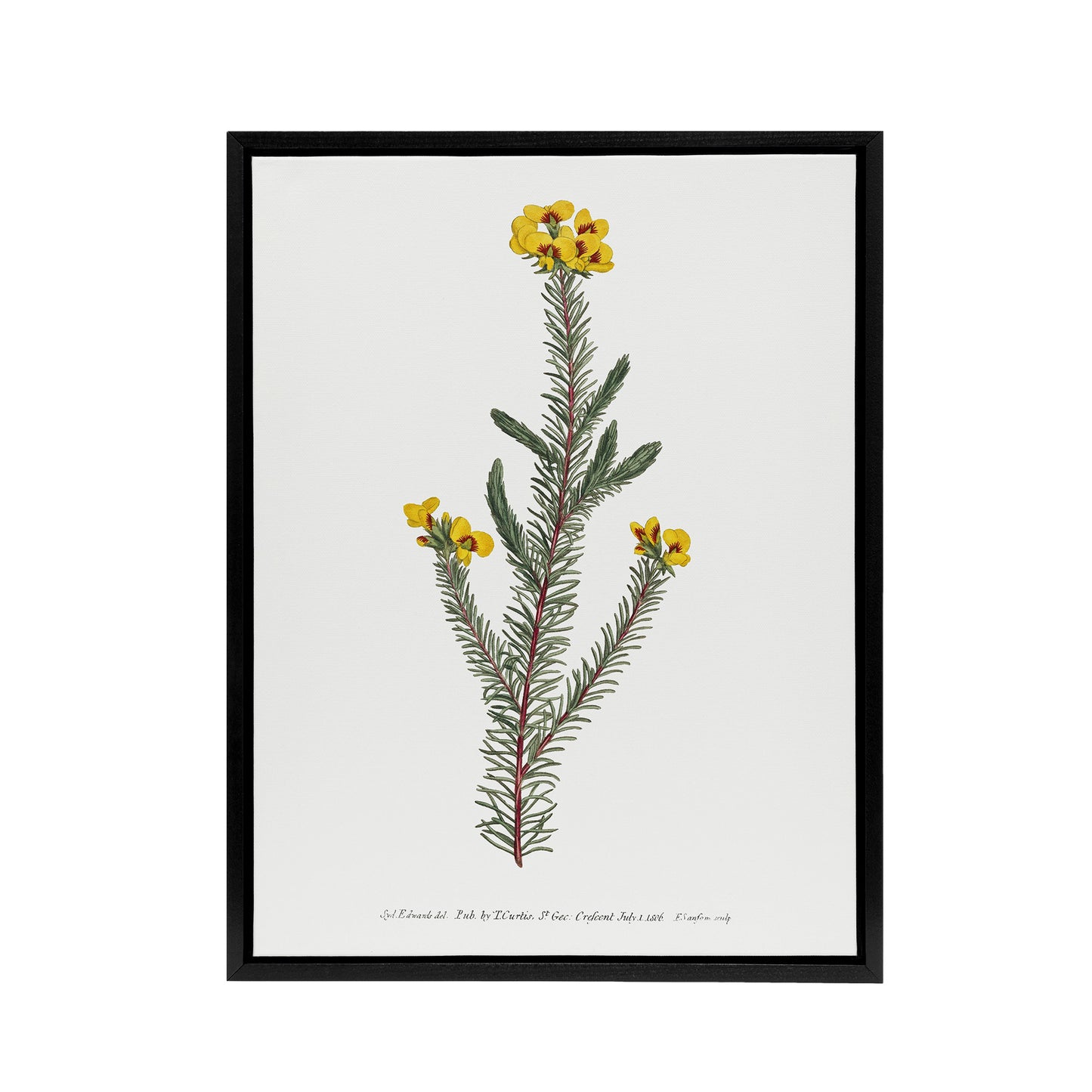 Sansom Smooth Parrot Pea Botanical Illustration Black Framed Canvas Art Print