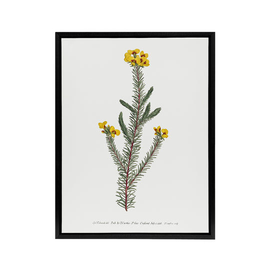 Sansom Smooth Parrot Pea Botanical Illustration Black Framed Canvas Art Print