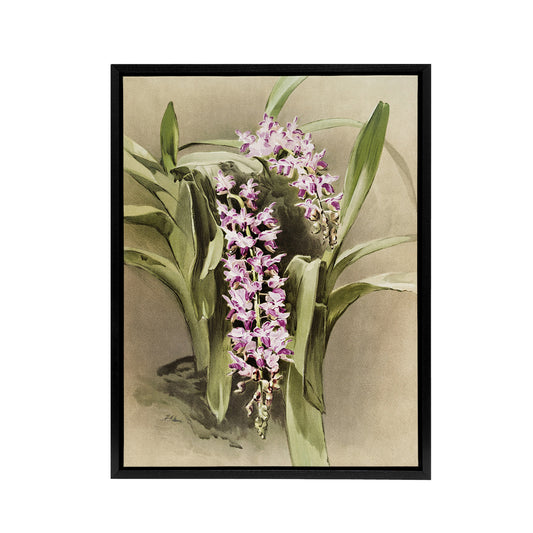 Frederick Sander Aerides Savageanum Orchid Flowers Black Framed Canvas Art