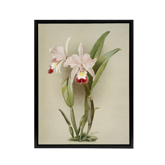 F Sander Cattleya ballantiniana Orchid Flowers Black Framed Canvas Art Print