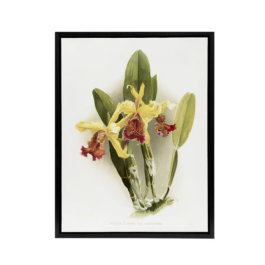 F Sander Cattleya Dowiana Var Chrysotoxum Orchid Black Framed Canvas Art Print