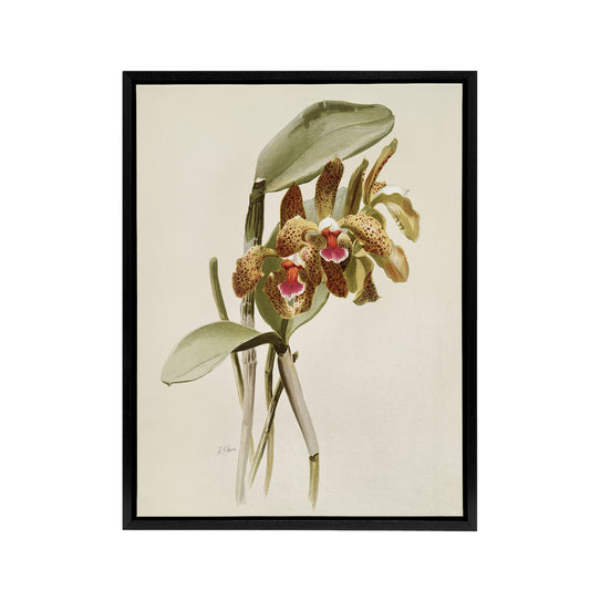 F Sander Cattleya Granulosa Var Schofieldiana Orchid Black Framed Canvas Art