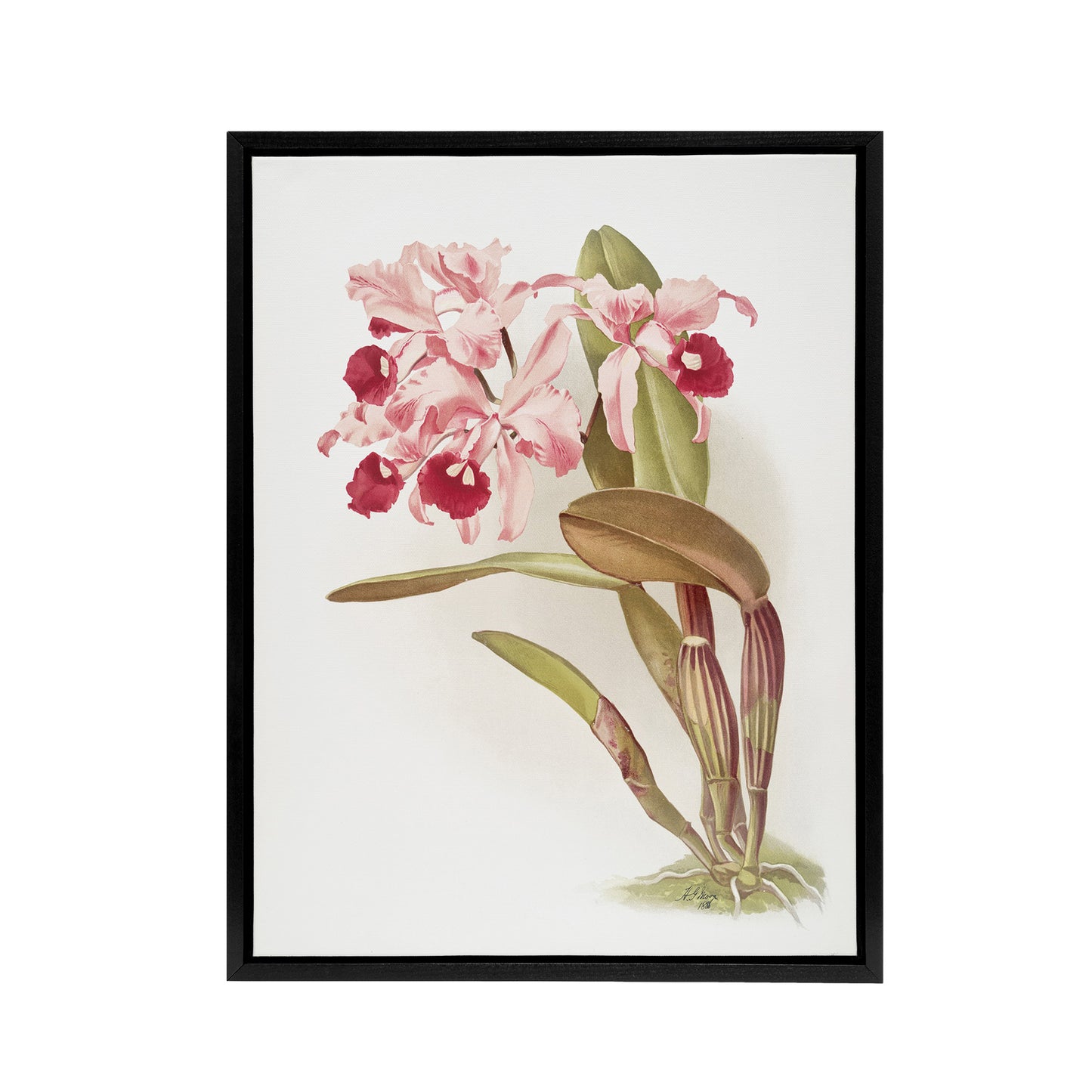 Frederick Sander Cattleya Lawrenceana Orchid Flowers Black Framed Canvas Art
