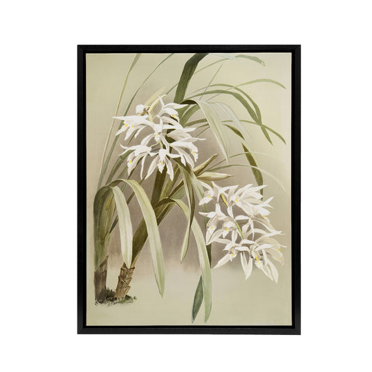 Frederick Sander Cymbidium Mastersi Orchid Flowers Black Framed Canvas Art