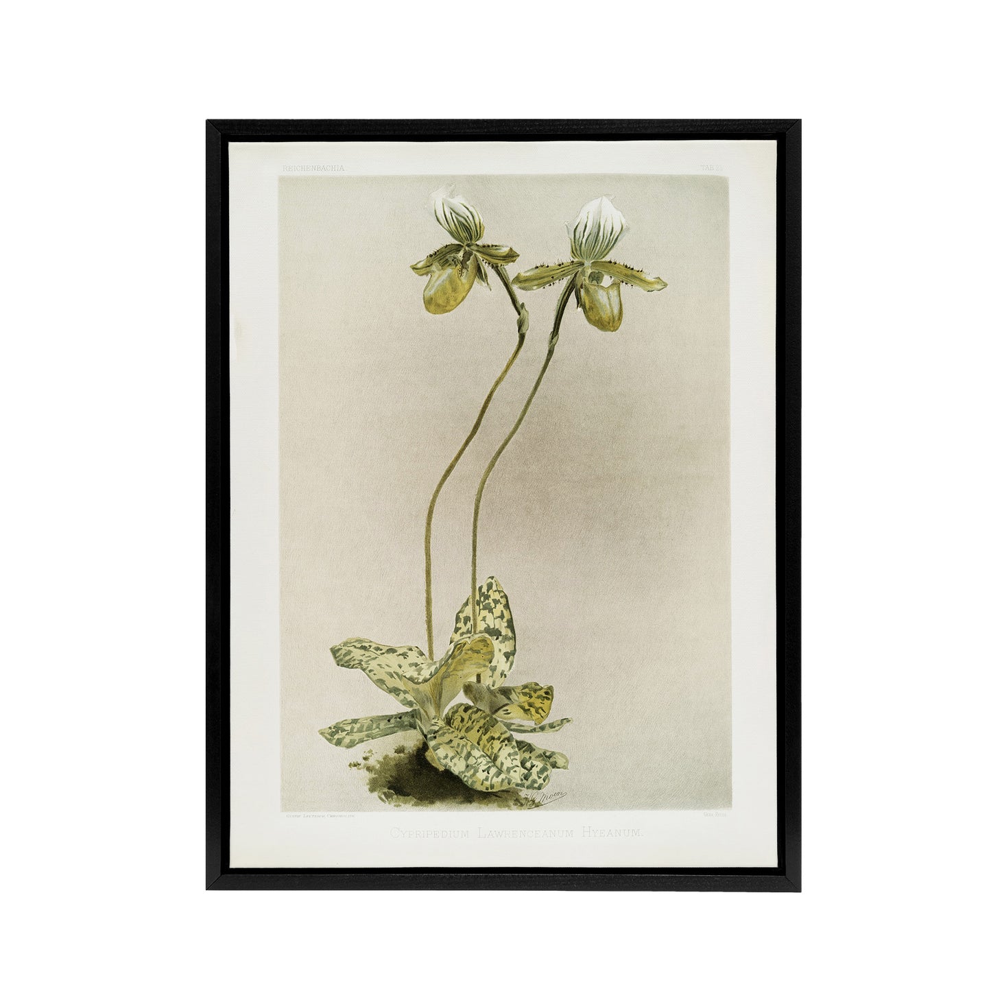 F Sander Cypripedium Lawrenceanum Hyeanum Orchid Black Framed Canvas Art Print