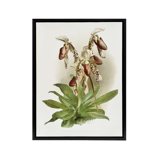 Frederick Sander Cypripedium Morganiae Orchid Flowers Black Framed Canvas Art