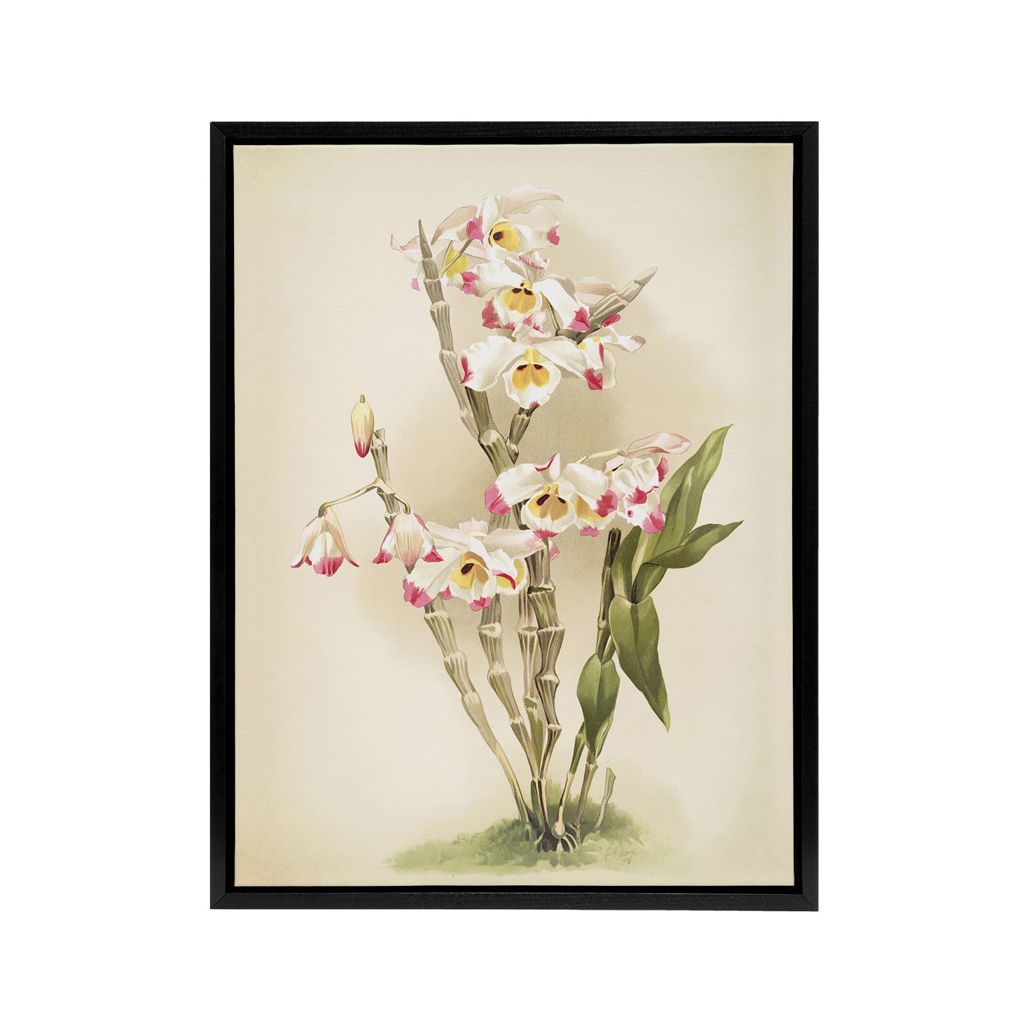 Frederick Sander Dendrobium Wardianum Orchid Flowers Black Framed Canvas Art