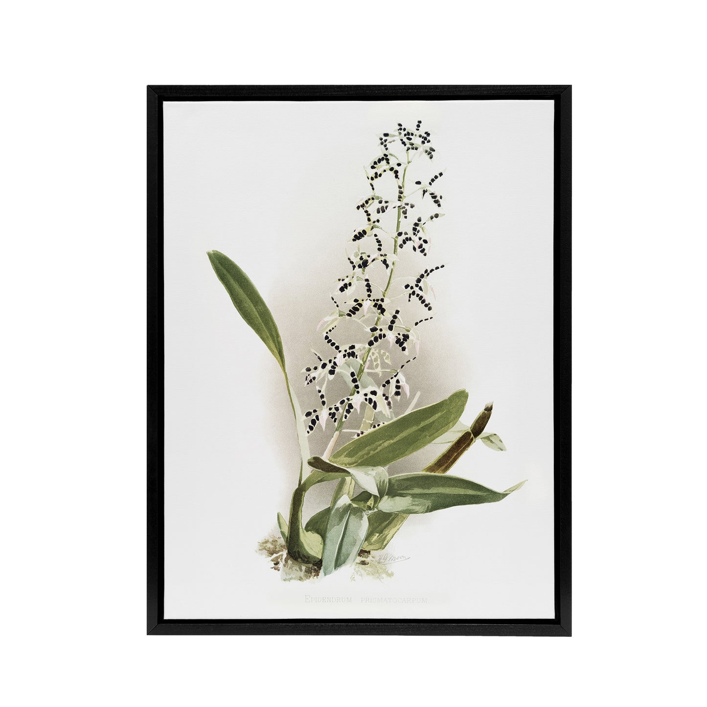 Frederick Sander Epidendrum Prismatocarpum Orchid Black Framed Canvas Art Print