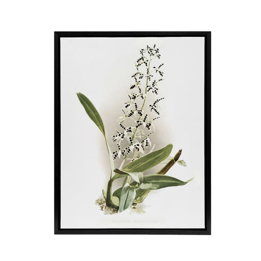 Frederick Sander Epidendrum Prismatocarpum Orchid Black Framed Canvas Art Print