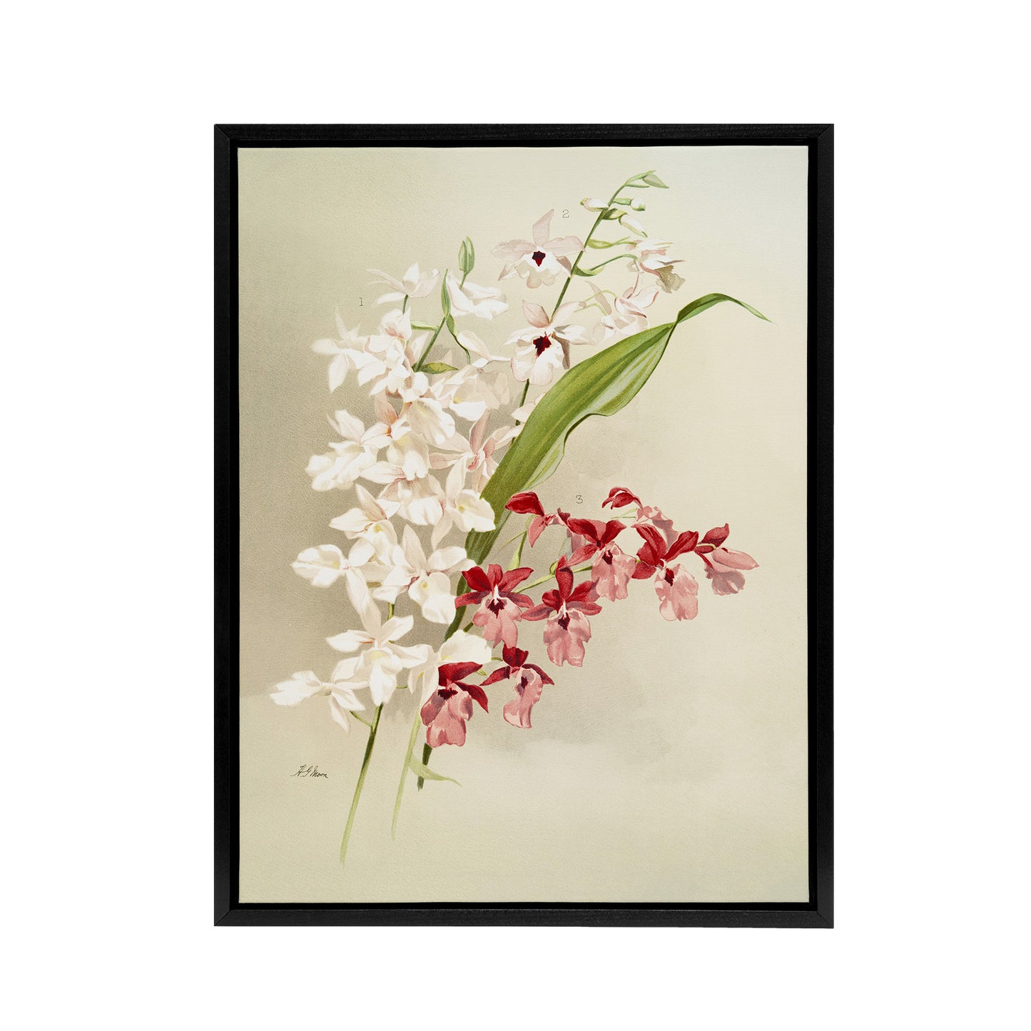 Frederick Sander White Pink Hybrid Orchid Flowers Black Framed Canvas Art Print