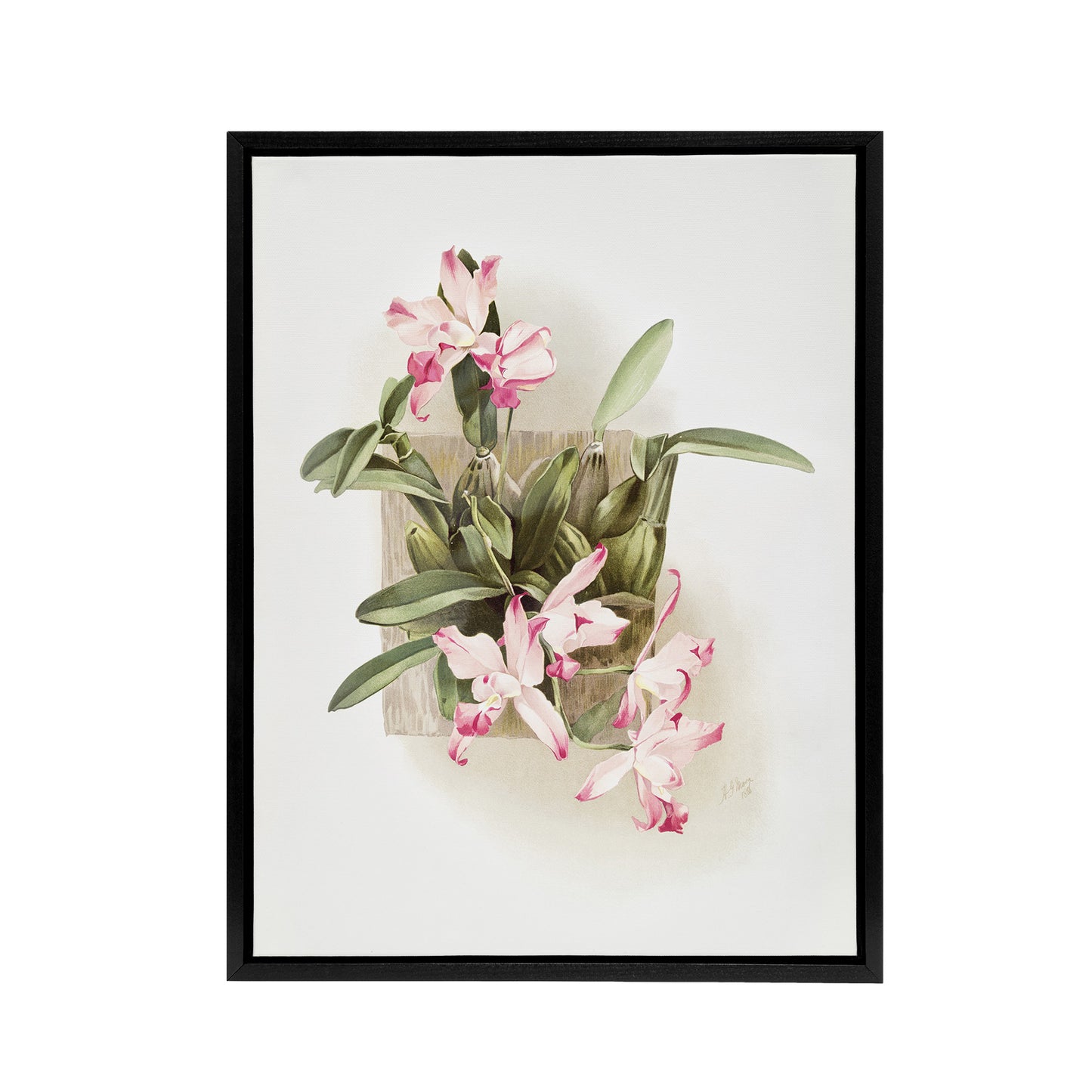F Sander Laelia Autumnalis Xanthotropis Orchid Black Framed Canvas Art Print