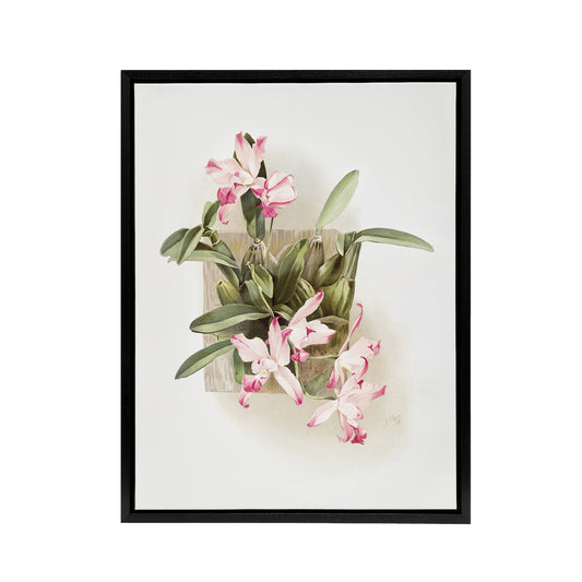 F Sander Laelia Autumnalis Xanthotropis Orchid Black Framed Canvas Art Print