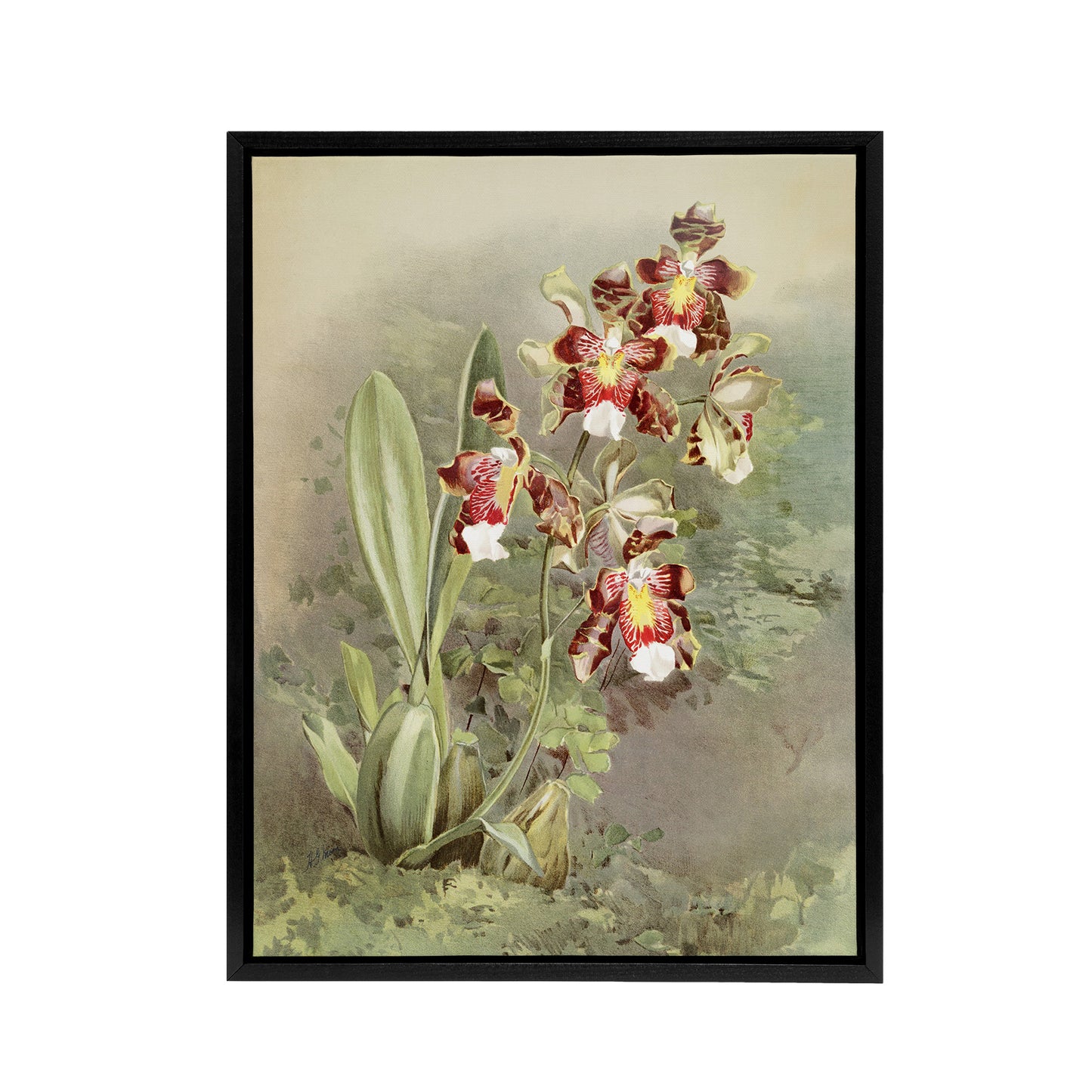 Frederick Sander Odontoglossum Harryanum Orchid Black Framed Canvas Art Print