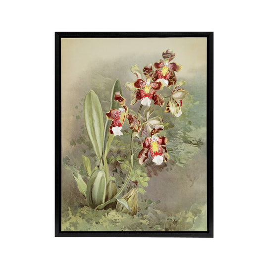 Frederick Sander Odontoglossum Harryanum Orchid Black Framed Canvas Art Print