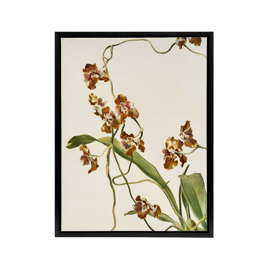 Frederick Sander Oncidium Superbiens Orchid Flowers Black Framed Canvas Art
