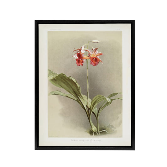 F Sander Phaius Hybridus Cooksonii Orchid Flowers Black Framed Canvas Art Print