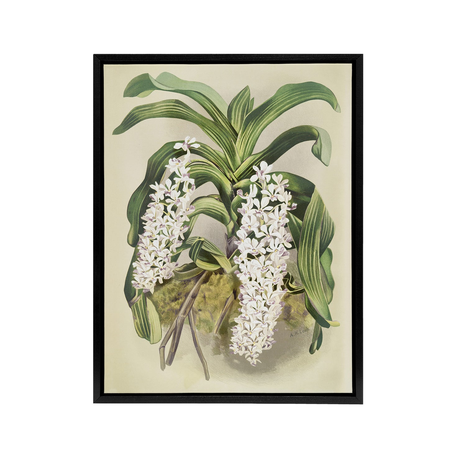 F Sander Saccolabium Giganteum Orchid Flowers Black Framed Canvas Art Print