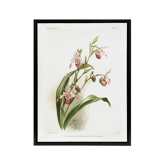 Frederick Sander Selenipedium Weidlichianum Orchid Black Framed Canvas Art