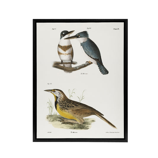 James De Kay Belted Kingfisher and Meadow Lark Black Framed Canvas Art Print