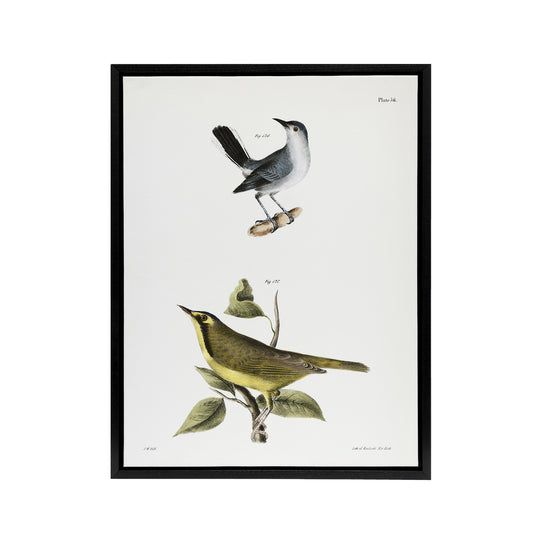 James De Kay Gnatcatcher and Kentucky Warbler Black Framed Canvas Art Print