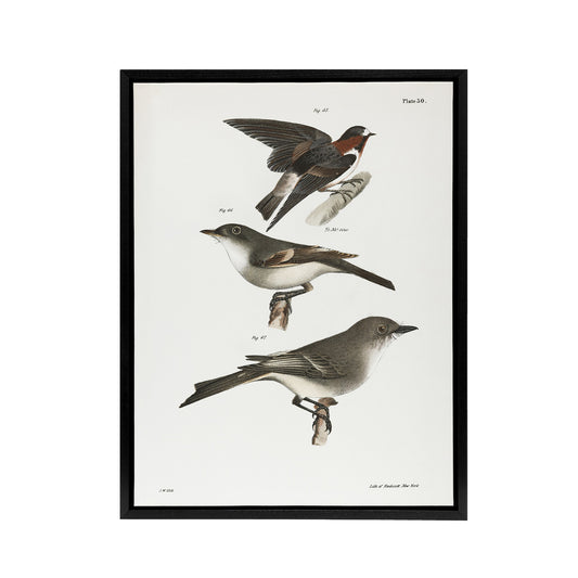 James De Kay Cliff Swallow Flycatcher and Sayornis Black Framed Canvas Art