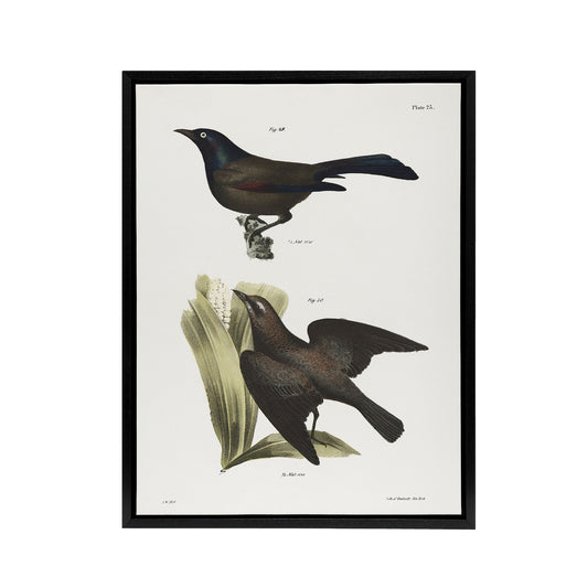 James Ellsworth De Kay Crow Blackbirds Illustration Black Framed Canvas Art