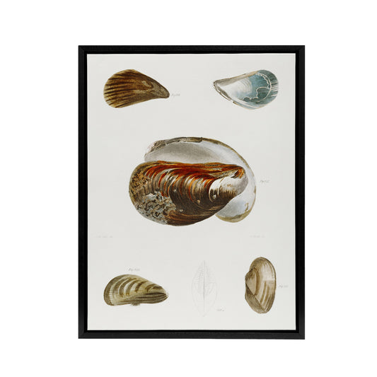 James De Kay Different Types of Mussel Seashells Black Framed Canvas Art Print