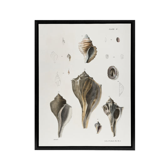 James De Kay Types of Seashells Pencil Drawing Black Framed Canvas Art Print