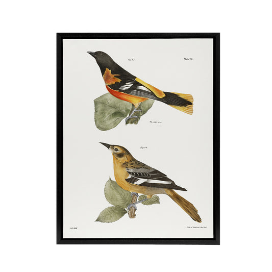 James Ellsworth De Kay Golden Oriole and Ditto Black Framed Canvas Art Print