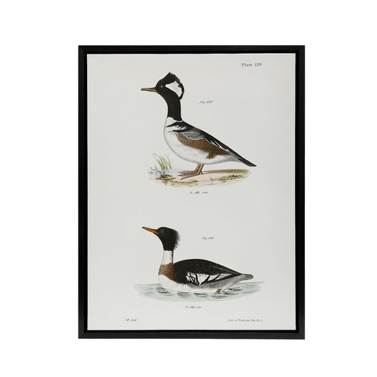 James De Kay Hooded and Red Breasted Sheldrake Black Framed Canvas Art Print