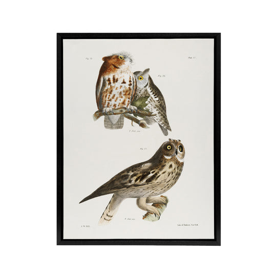 James De Kay Little Screech and Short Eared Owl Black Framed Canvas Art Print