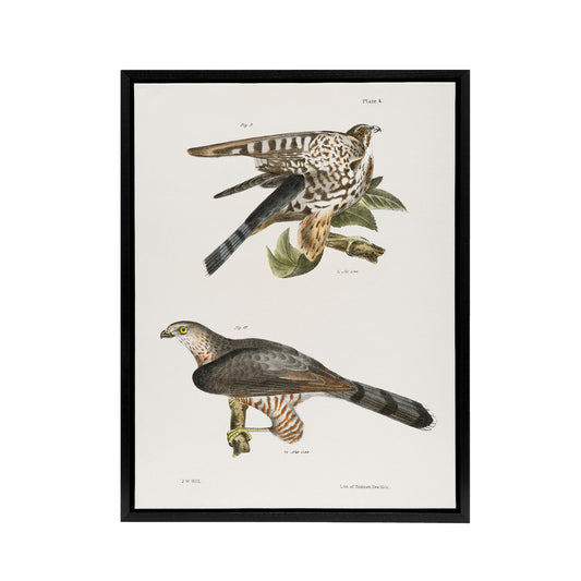 James De Kay Pigeon Hawk and Coopers Hawk Black Framed Canvas Wall Art Print