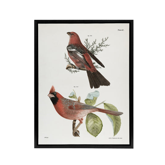 James De Kay Pine Bulfinch and Cardinal Grosbeak Black Framed Canvas Art Print