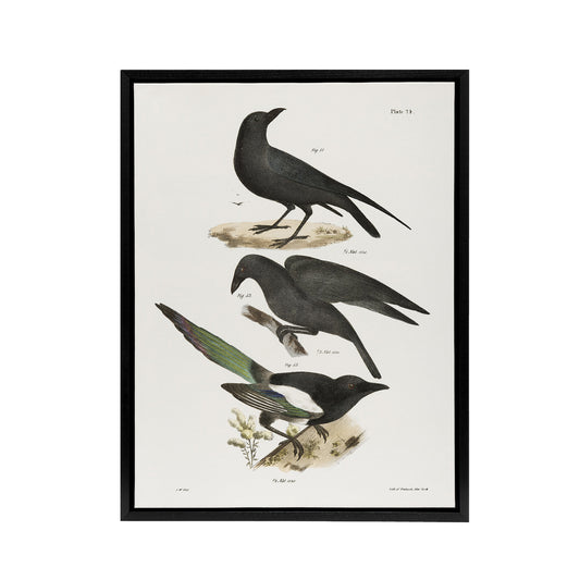 James Ellsworth De Kay Raven Crow and Magpie Black Framed Canvas Wall Art Print