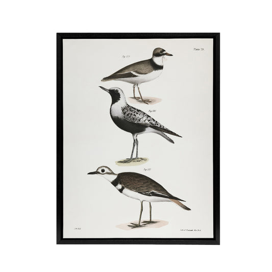 James De Kay Ring Plover Snipe and Kildeer Black Framed Canvas Wall Art Print