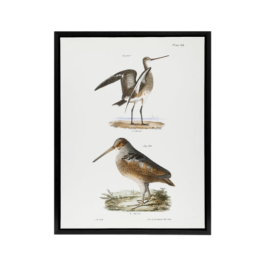 James De Kay Ring Tailed Marlin and American Woodcock Black Framed Canvas Art