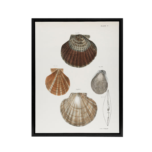 James Ellsworth De Kay Scallop Seashells Study Black Framed Canvas Art Print