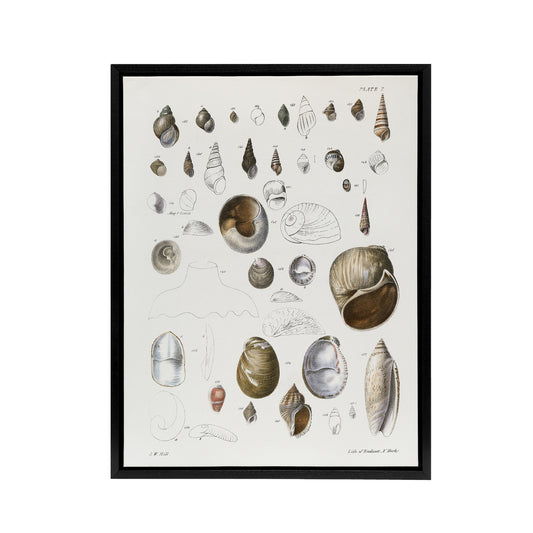 James De Kay Seashell Variety Illustration Black Framed Canvas Wall Art Print