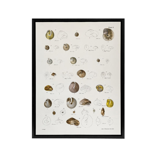 James De Kay Seashells Study Illustration Black Framed Canvas Wall Art Print