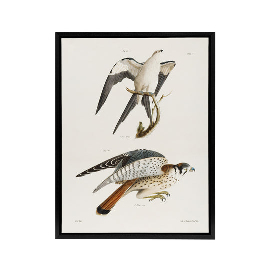 James De Kay Swallow Tailed and Sparrow Hawk Black Framed Canvas Wall Art Print