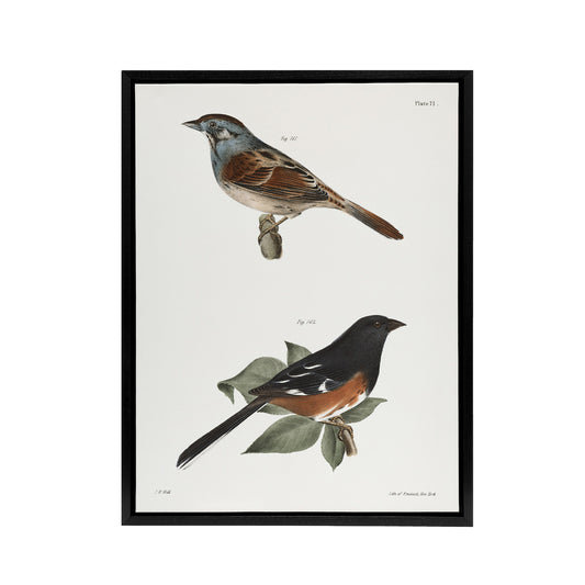 James Ellsworth De Kay Swamp Finch and Chewink Black Framed Canvas Art Print