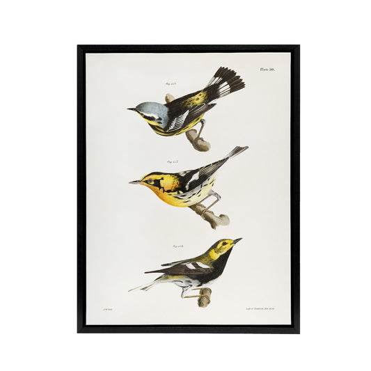 James Ellsworth De Kay Trio of Warbler Birds Black Framed Canvas Wall Art Print