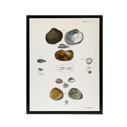 James Ellsworth De Kay Various Types of Seashells Black Framed Canvas Art Print