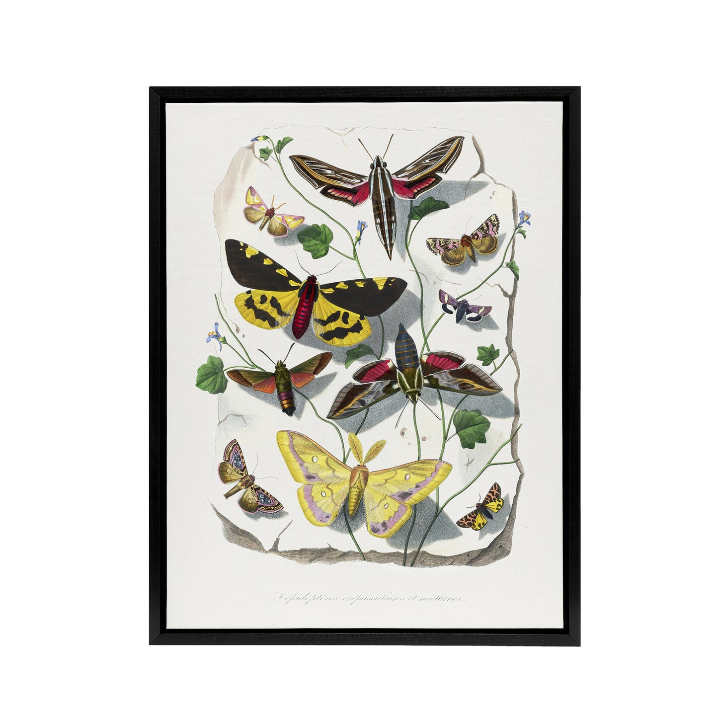 Paul Gervais Butterflies Moths Vintage Illustration Black Framed Canvas Art
